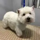 Atelier de Toilettage pour Chiens