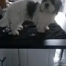 Chic Wouaf