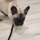 Shypie