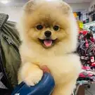 Magie Canine