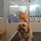Oh My Dog