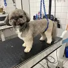 Princess Caniche
