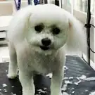 A l'Eau Toutou