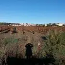 Bulles de chiens
