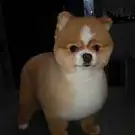 Chadog Toilettage