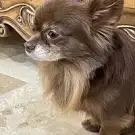 La Chouette Toiletteuse