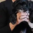 Passion Canine