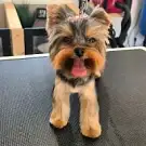 Izzy Dog