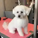 Dog Séduction