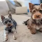 L'arène des Chiens