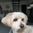 Au Chien Beauté