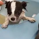 E Pilat Chien
