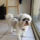 Lilidog