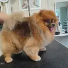 Beauty.Dog