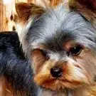 Estelle Salon de Toilettage pour Chiens