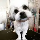 Toilettage Canin Youpi Dog