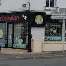 Le Dalmatien