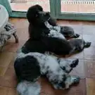Centre Canin Azur Toilettage
