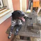 Dogs And Co