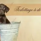 Le Chien des Baous