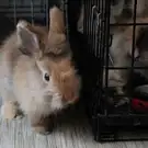 Action 4 Pets