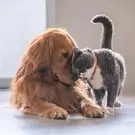 Elis'animaux