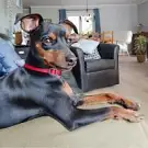 Le Cavalier Rennais