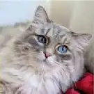 MonChatEstRoi