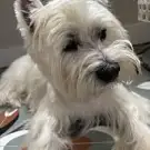 Chic Canin