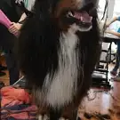 A l'eau 4 Pattes