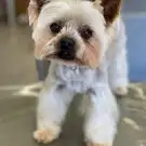 Aristo Pets