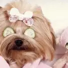 Beauty Dog