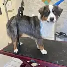 C'ouaf dog