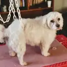 Cani'plouf