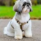 Lovy Dog