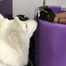 Only Toilettage