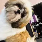 Esprit Canin