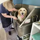 Chienne2vie