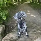 Elevage de Torlhak
