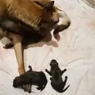 Refuges pour Animaux