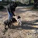 Société Protectrice des Animaux