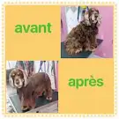 Au Chien Coquet