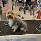 Un Amour de Chien