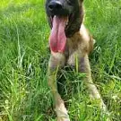 Espace Canin