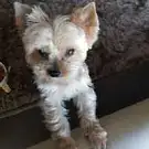Scoubi Douch