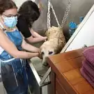 Lucie Toilettage