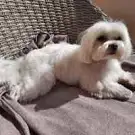 Carole Toilettage