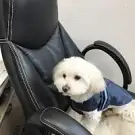 Beauté du Chien