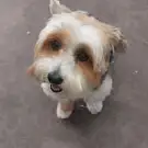 Marta Dog