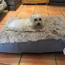 La Maison du Chien